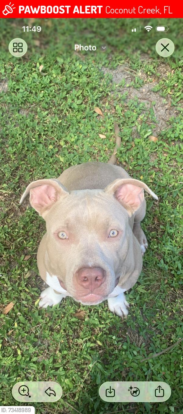 Lost Male Dog last seen 45th ave, Coconut Creek, FL 33066