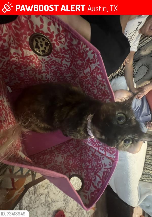 Lost Female Cat last seen Eaganhill, Austin, TX 78745