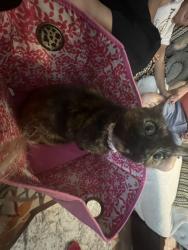 Lost Female Cat last seen Eaganhill, Austin, TX 78745