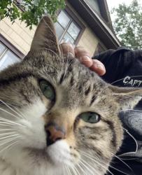 Found/Stray Male Cat last seen Uptown, Minneapolis, MN 55405