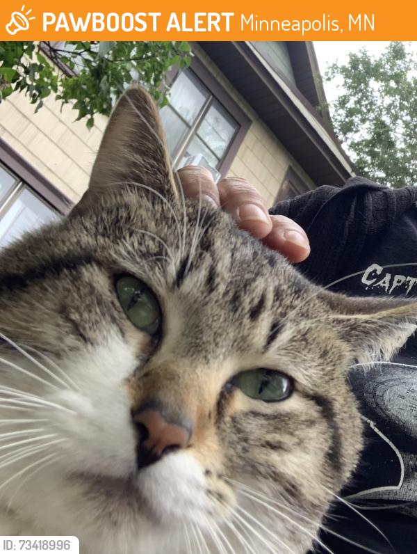 Found/Stray Male Cat last seen Uptown, Minneapolis, MN 55405