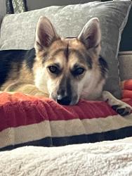 Reunited Female Dog last seen Howe Ave., Sacramento, CA 95821