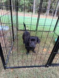 Found/Stray Male Dog last seen Burkehalter Road in Cedartown behind the Home Depot, Cedartown, GA 30125