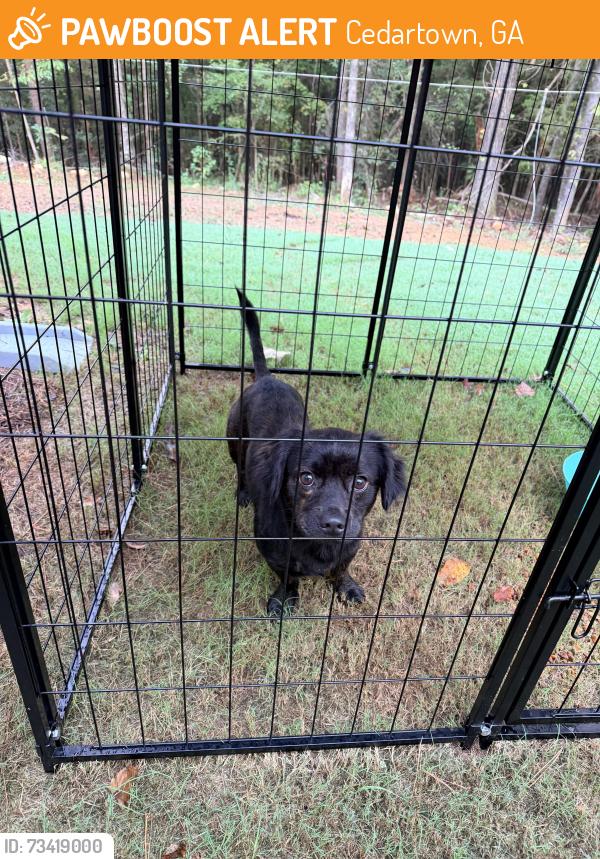 Found/Stray Male Dog last seen Burkehalter Road in Cedartown behind the Home Depot, Cedartown, GA 30125