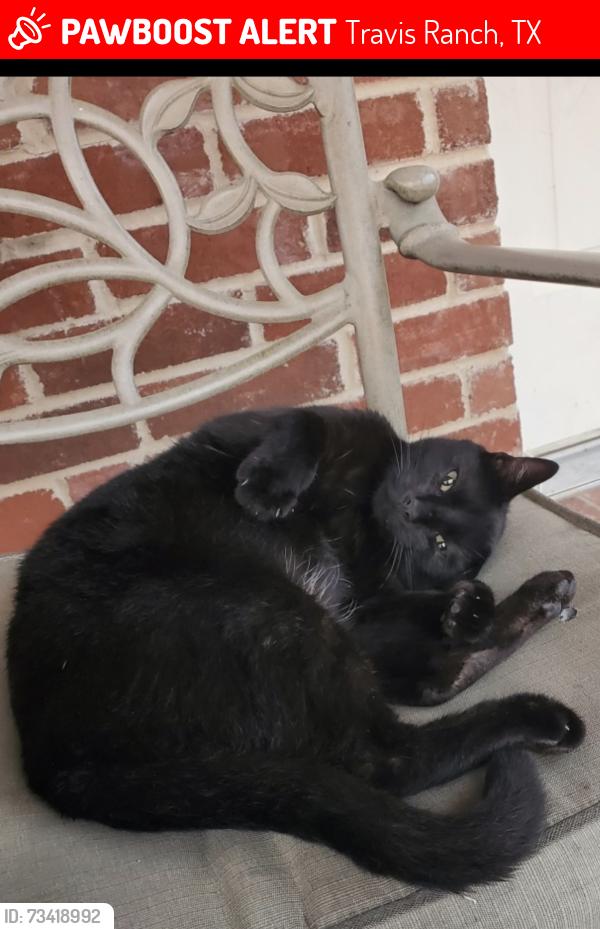 Lost Male Cat last seen Travis Ranch grimes and red river, Travis Ranch, TX 75126