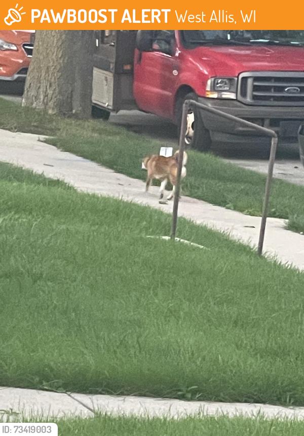 Found/Stray Unknown Dog last seen Beloit road, down the street from Alibi bar, West Allis, WI 53219