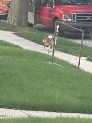 Found/Stray Unknown Dog last seen Beloit road, down the street from Alibi bar, West Allis, WI 53219