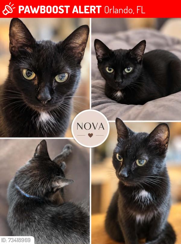Lost Female Cat last seen Sunflower Trail, in between Seaward and Sahara, Orlando, FL 32828