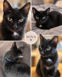 Lost Female Cat last seen Sunflower Trail, in between Seaward and Sahara, Orlando, FL 32828