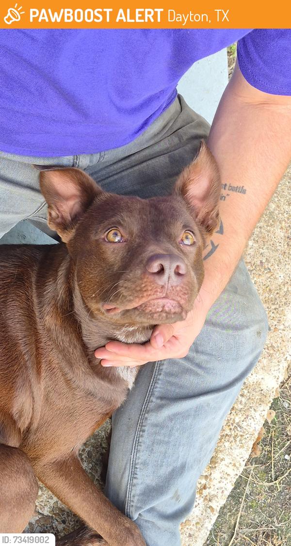 Found/Stray Male Dog last seen Collins street off of FM 1960, Dayton, TX 77535
