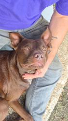 Found/Stray Male Dog last seen Collins street off of FM 1960, Dayton, TX 77535