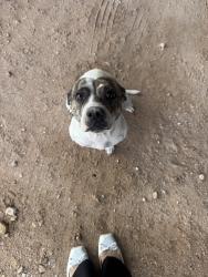 Found/Stray Female Dog last seen S county road/ by loves, Midland County, TX 79706
