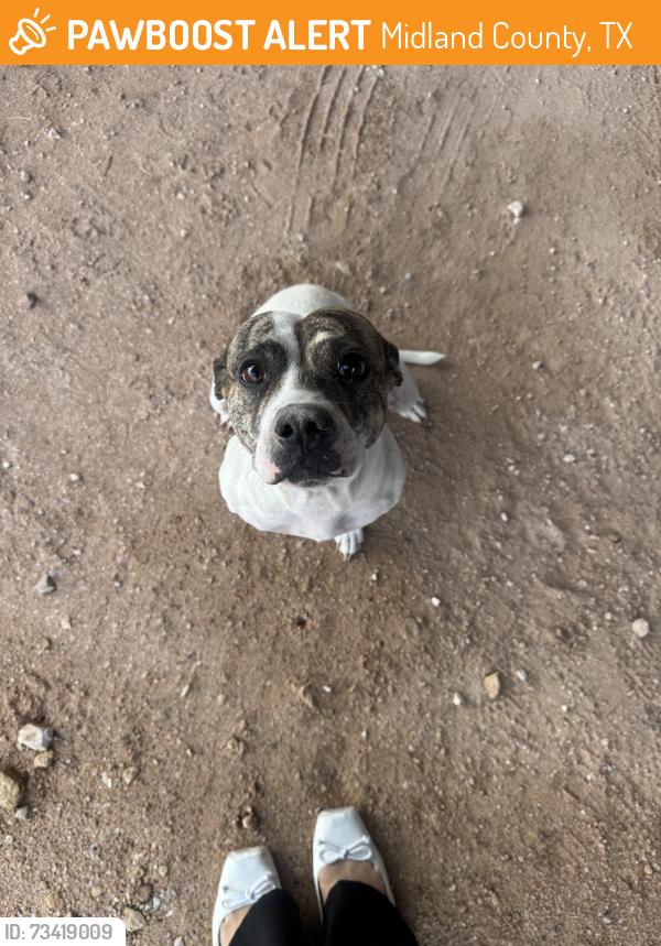 Found/Stray Female Dog last seen S county road/ by loves, Midland County, TX 79706