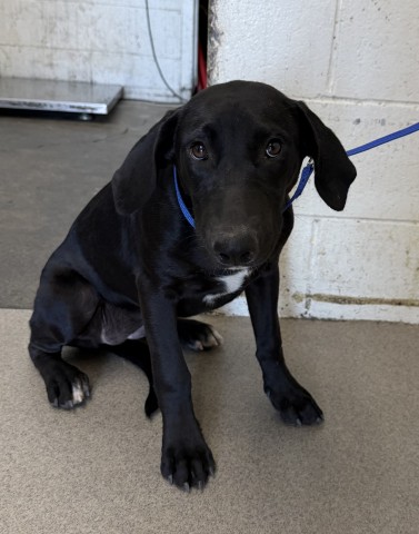 Shelter Stray Female Dog last seen BASELINE X CALIFORNIA, 333 Chandler Pl, San Bernardino, CA 92408, USA