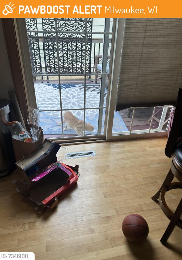 Found/Stray Unknown Cat last seen 4th & Vine, Milwaukee, WI 53212