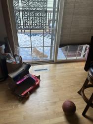 Found/Stray Unknown Cat last seen 4th & Vine, Milwaukee, WI 53212