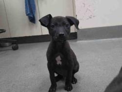 Shelter Stray Male Dog last seen FOUR GEE COUNTY PARK, 2481 Palomar Airport Rd, Carlsbad, CA 92011, USA