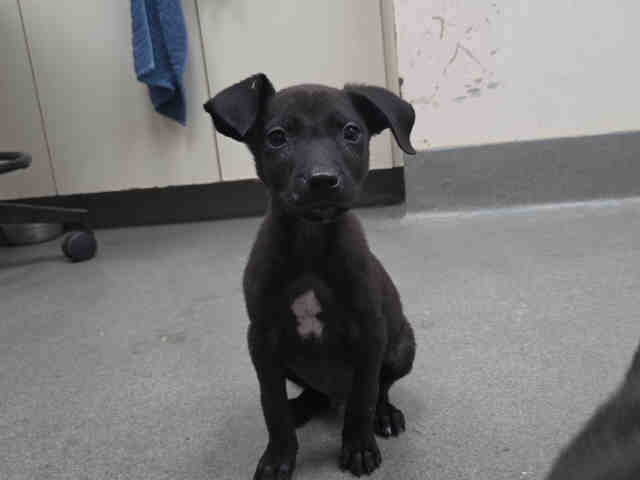 Shelter Stray Male Dog last seen FOUR GEE COUNTY PARK, 2481 Palomar Airport Rd, Carlsbad, CA 92011, USA