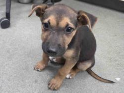 Shelter Stray Female Dog last seen FOUR GEE COUNTY PARK, 2481 Palomar Airport Rd, Carlsbad, CA 92011, USA