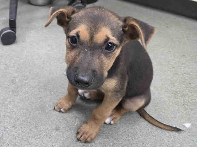 Shelter Stray Female Dog last seen FOUR GEE COUNTY PARK, 2481 Palomar Airport Rd, Carlsbad, CA 92011, USA