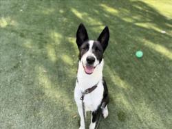 Shelter Stray Male Dog last seen , West Valley Animal Shelter, 20655 Plummer St, Chatsworth, CA 91311, USA