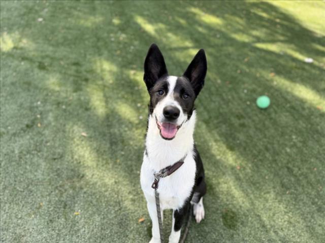 Shelter Stray Male Dog last seen , West Valley Animal Shelter, 20655 Plummer St, Chatsworth, CA 91311, USA