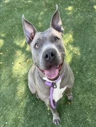 Shelter Stray Female Dog last seen , West Valley Animal Shelter, 20655 Plummer St, Chatsworth, CA 91311, USA