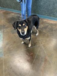 Shelter Stray Male Dog last seen ELIZABETH MAE, 31078 LA-36, Lacombe, LA 70445, USA
