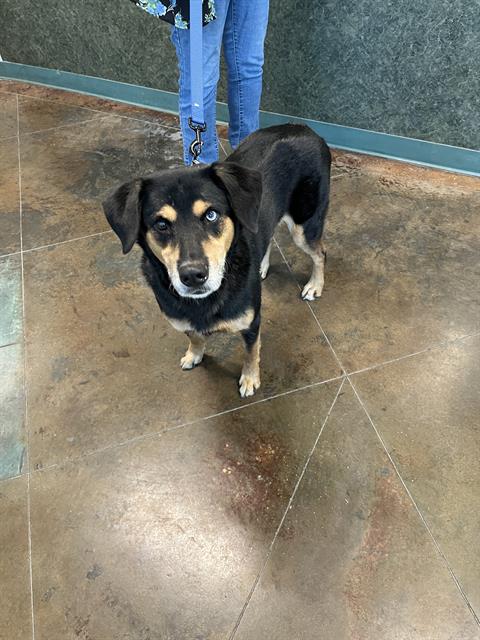 Shelter Stray Male Dog last seen ELIZABETH MAE, 31078 LA-36, Lacombe, LA 70445, USA