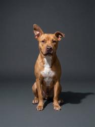 Shelter Stray Female Dog last seen Near BLOCK HARBOR VIEW DR, 2020 Forest St, Jacksonville, FL 32204, USA