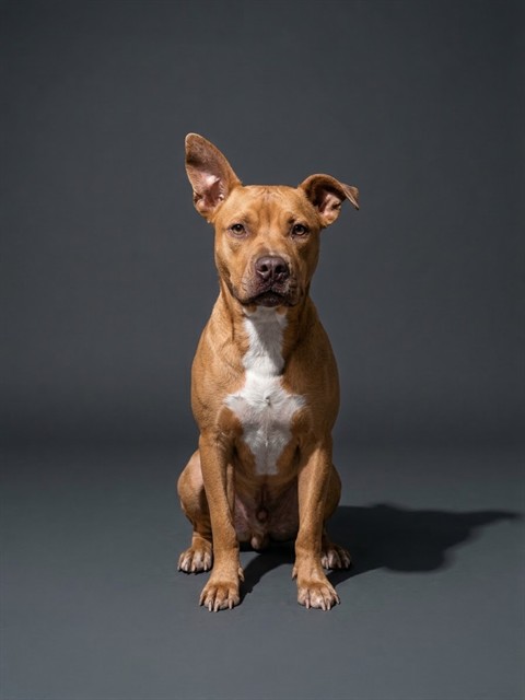 Shelter Stray Female Dog last seen Near BLOCK HARBOR VIEW DR, 2020 Forest St, Jacksonville, FL 32204, USA