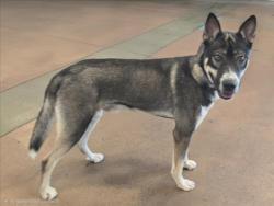 Shelter Stray Male Dog last seen , 14409 Vanowen St, Van Nuys, CA 91405, USA