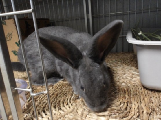 Shelter Stray Male Other last seen , 11361 W Pico Blvd, Los Angeles, CA 90064, USA