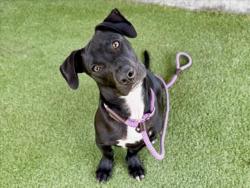 Shelter Stray Male Dog last seen , 11361 W Pico Blvd, Los Angeles, CA 90064, USA