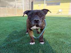 Shelter Stray Male Dog last seen , 3201 Lacy St, Los Angeles, CA 90031, USA