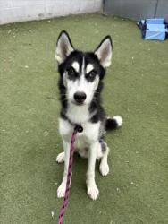 Shelter Stray Male Dog last seen , 11361 W Pico Blvd, Los Angeles, CA 90064, USA