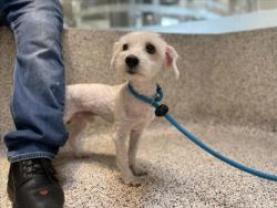 Shelter Stray Male Dog last seen , 3201 Lacy St, Los Angeles, CA 90031, USA