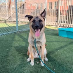 Shelter Stray Male Dog last seen , 3201 Lacy St, Los Angeles, CA 90031, USA