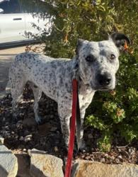 Shelter Stray Male Dog last seen , 3201 Lacy St, Los Angeles, CA 90031, USA