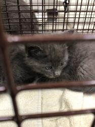 Shelter Stray Male Cat last seen CORONADO S & DOWNING DR, 12155 Park Blvd, Brighton, CO 80601, USA