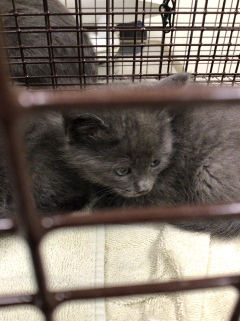 Shelter Stray Male Cat last seen CORONADO S & DOWNING DR, 12155 Park Blvd, Brighton, CO 80601, USA