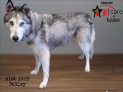 Shelter Stray Female Dog last seen , 1850 W 60th St, Los Angeles, CA 90047, USA