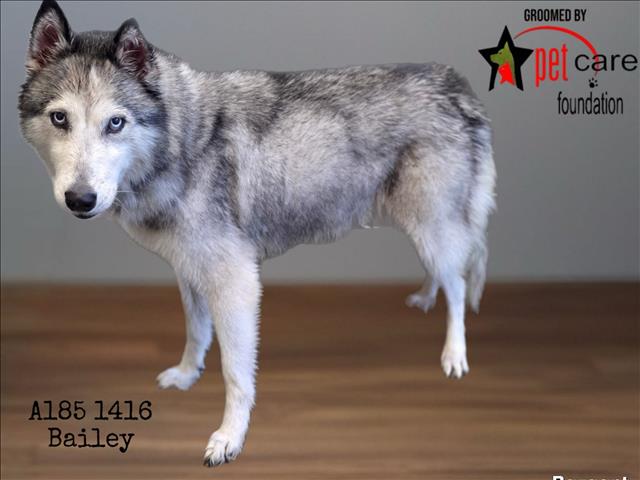 Shelter Stray Female Dog last seen , 1850 W 60th St, Los Angeles, CA 90047, USA