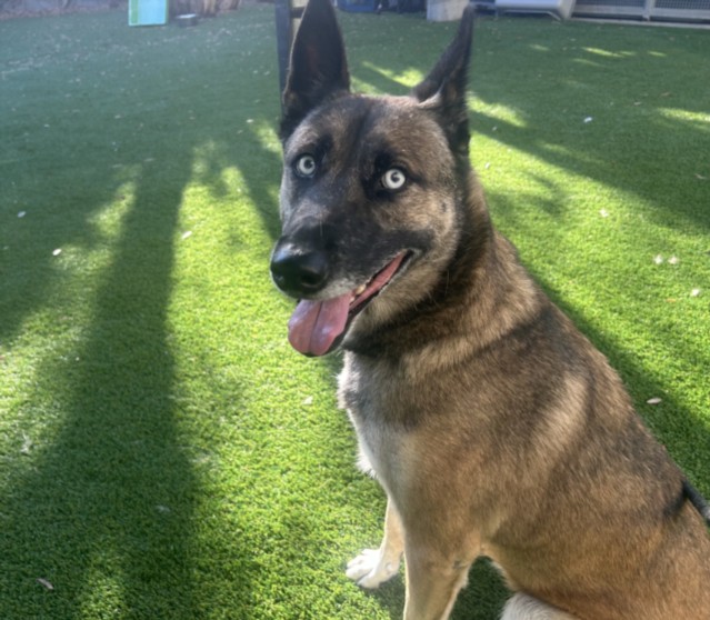 Shelter Stray Female Dog last seen , 1850 W 60th St, Los Angeles, CA 90047, USA