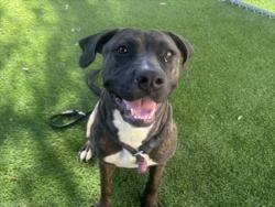 Shelter Stray Female Dog last seen , 1850 W 60th St, Los Angeles, CA 90047, USA