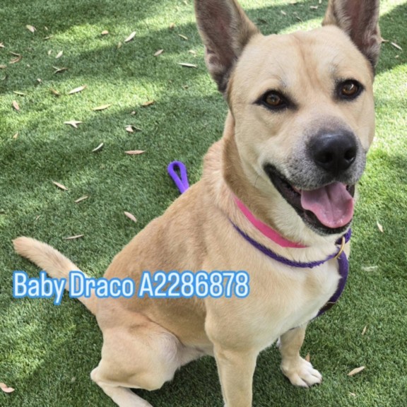 Shelter Stray Male Dog last seen , 1850 W 60th St, Los Angeles, CA 90047, USA