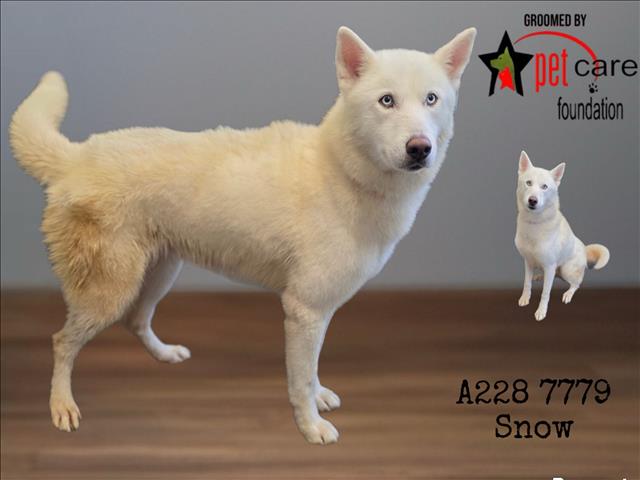 Shelter Stray Male Dog last seen , 1850 W 60th St, Los Angeles, CA 90047, USA
