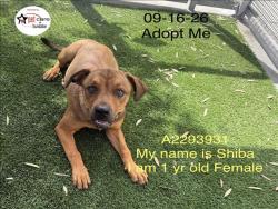 Shelter Stray Female Dog last seen , 1850 W 60th St, Los Angeles, CA 90047, USA