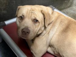 Shelter Stray Male Dog last seen , 1850 W 60th St, Los Angeles, CA 90047, USA