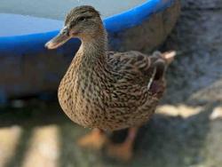 Shelter Stray Female Bird last seen , 5821 Sweetwater Rd, Bonita, CA 91902, USA